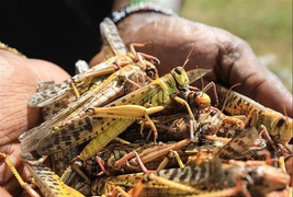 Sẽ dùng máy bay phun thuốc diệt châu chấu sa mạc xâm nhập Việt Nam