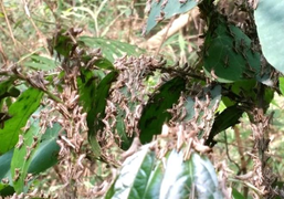 Trung Quốc thông báo sử dụng thiết bị bay diệt châu chấu ở biên giới Việt-Trung