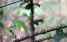 Đàn châu chấu từ Trung Quốc tràn sang Điện Biên phá hoại hoa màu