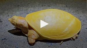 Clip: Chú rùa bạch tạng toàn thân vàng óng bất thường 