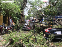 Cây phượng hơn 70 tuổi đổ gục, đè bẹp nhiều ô tô, xe máy trên phố Hải Phòng