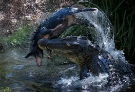Cá sấu già hất tung lợn rừng lên không trung rồi làm thịt