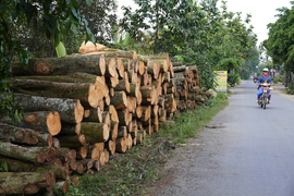 Đốn bỏ sầu riêng