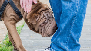 Huấn luyện chó để phát hiện người bị nhiễm COVID-19