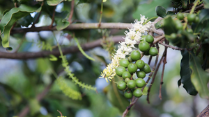 Trồng mắc ca, nông dân Đắk Lắk thu gần 300 triệu đồng mỗi năm