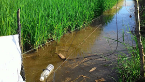 Hiểm họa chết người khi diệt chuột bằng dòng điện 220V