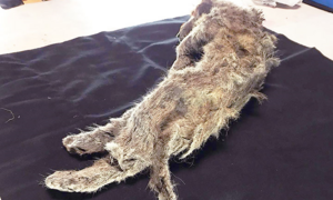 'Hồi sinh' xác ướp sư tử 50.000 tuổi dưới lớp băng vĩnh cửu