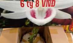 Lan Phi điệp đột biến: Nghệ nhân cây cảnh cũng thành...nạn nhân
