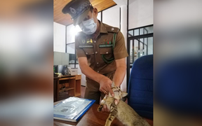 Mèo 'buôn ma túy' trốn khỏi nhà tù Sri Lanka