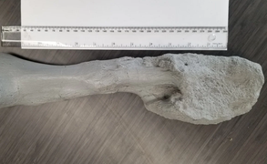 Khủng long cũng bị ung thư