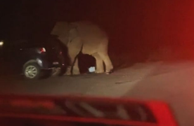 Voi ngang ngược đứng giữa đường chắn lối đi, tấn công ô tô khi bị giục di chuyển