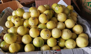 Chị em lùng mua chanh leo ngọt như mật, giá đắt gấp 3