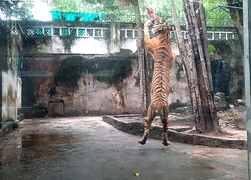 Giữa đại dịch COVID-19, thú ở Thảo Cầm Viên ăn uống thế nào?