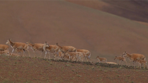 Khung cảnh choáng ngợp khi 60.000 con linh dương Tây Tạng di cư