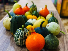 'Sốt xình xịch' bí ngô tí hon đa sắc 