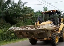 Sợ cá sấu 'quỷ' quay về 'ám', dân làng chặt đầu đem chôn