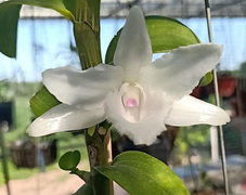 Tập tành chơi lan đột biến, sập bẫy cú lừa tinh vi 