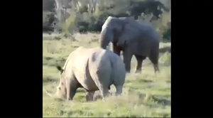 Voi dùng gậy xua đuổi tê giác 