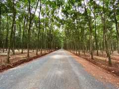 Lùm xùm con đường đi vào rừng cao su: Huyện nói không sai, do dân 'hiểu lầm'