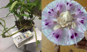 Dân mạng đua nhau 'chế' ảnh giao dịch lan đột biến tiền tỷ