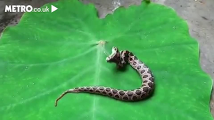 Rắn độc 2 đầu cực hiếm xuất hiện cạnh khu chung cư ở Ấn Độ