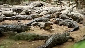 Công viên cá sấu lớn nhất Ấn Độ lập kênh Youtube kiếm tiền nuôi hơn 2.000 con