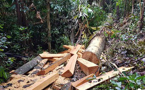 Đắk Lắk: 13 đối tượng vào rừng đốn gỗ Hương, bán lấy tiền tiêu xài