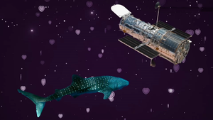 Mối liên kết ít ai ngờ giữa kính Hubble và cá mập voi