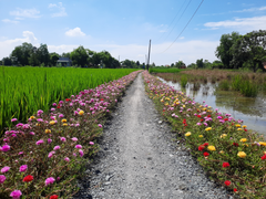 Thảm hoa mười giờ rực rỡ trên nhiều con đường nông thôn ở TP.HCM