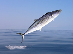 Hi hữu: Cá thu 18 kg phi lên thuyền, đâm chết cần thủ