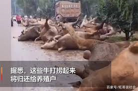 Video: Lũ cuốn trôi đàn bò trăm con