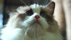 Ngắm đàn mèo mắt xanh hơn 1 tỷ đồng ở TP.HCM