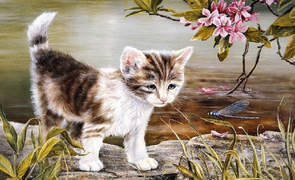 Tử vi 12 con giáp ngày 17/8: Tuổi Mão có thu nhập bất ngờ