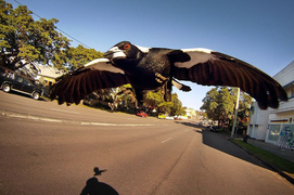 Chuyên gia cảnh báo cơn ác mộng với người đeo khẩu trang ở Australia 