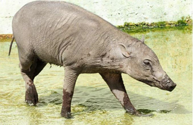 Cặp lợn 'xấu xí nhất thế giới' đến London để nhân giống 