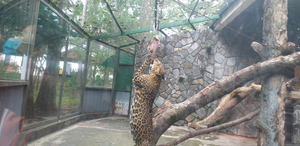 Video: Xem thú dữ ở Thảo Cầm Viên ăn uống giữa mùa dịch COVID-19