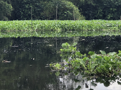 Sông Cái Lớn và kênh rạch ở Hậu Giang hôi thối, đen ngòm: Vì đâu nên nỗi?