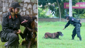 Chuyện về nữ cảnh sát duy nhất ở Việt Nam huấn luyện chó nghiệp vụ