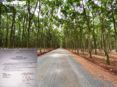 Lùm xùm con đường 'mặc kệ' nhà dân đi vào rừng cao su ở Bình Phước: Tin mới nhất