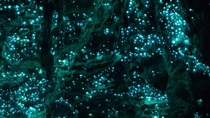 Cận cảnh ‘hang đom đóm’ tại Bắc New Zealand