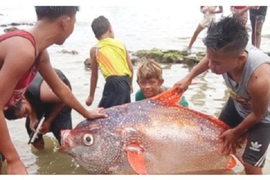 Cá mặt trăng quý hiếm đi tránh động đất nhưng lại lọt lưới ngư dân