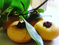 Nếu có người từ Việt Nam sang, tôi chỉ ước họ ‘xách’ giùm vài quả thị