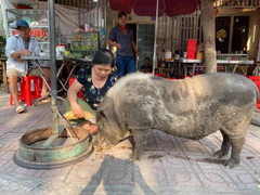 Ăn xin như ăn vạ, chú heo 100 kg bỗng nổi tiếng khắp cộng đồng mạng 