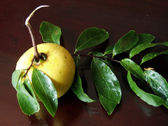 Thương nhớ thị thơm