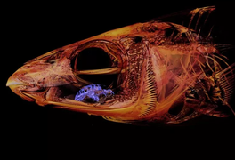 Kinh dị hình ảnh ký sinh trùng thay thế lưỡi của cá và hút máu vật chủ