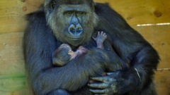 Khỉ đột Gorilla quý hiếm ôm chặt con sau khi sinh ở sở thú Anh