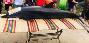 Cá Ông gần 300kg chết trên sông Trường Giang