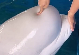 Chọc đầu cá voi chứng minh độ mềm, người đàn ông Trung Quốc hứng chỉ trích