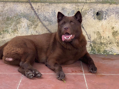 8X Tuyên Quang kiếm tiền khủng từ đam mê nuôi chó H’Mông Cộc