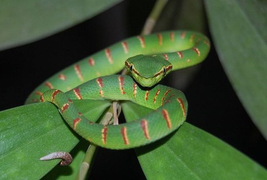 Bị rắn độc tấn công, làm gì để không nguy hiểm tính mạng?